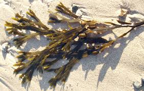 seaweed on sand