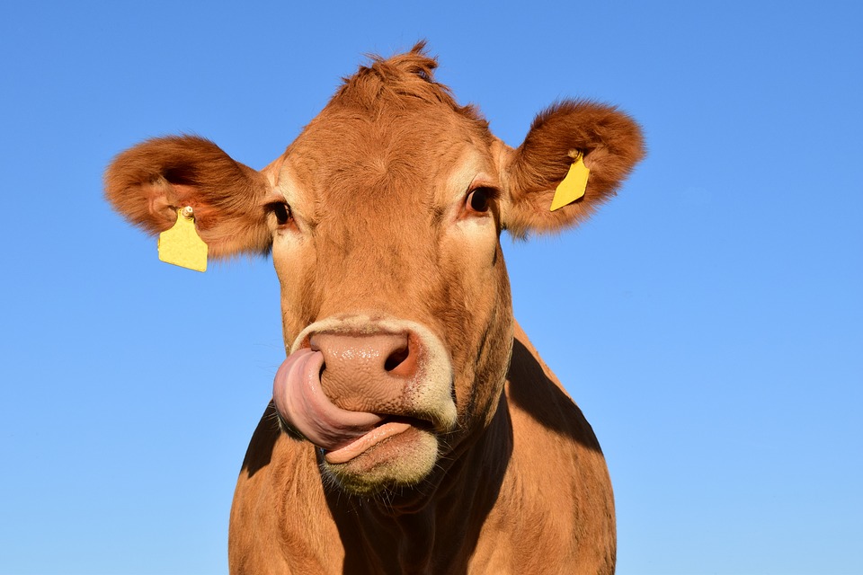 seaweed in beef