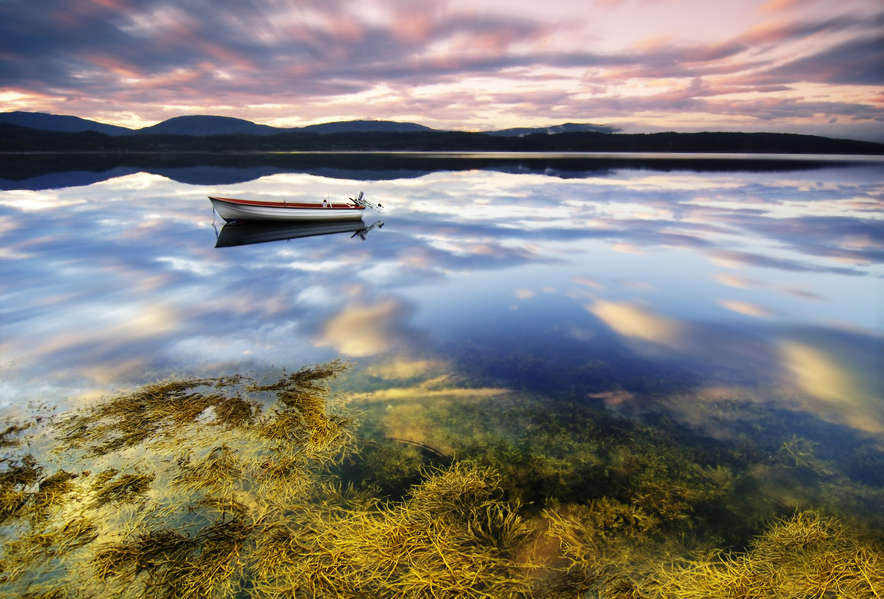 the benefits of algae