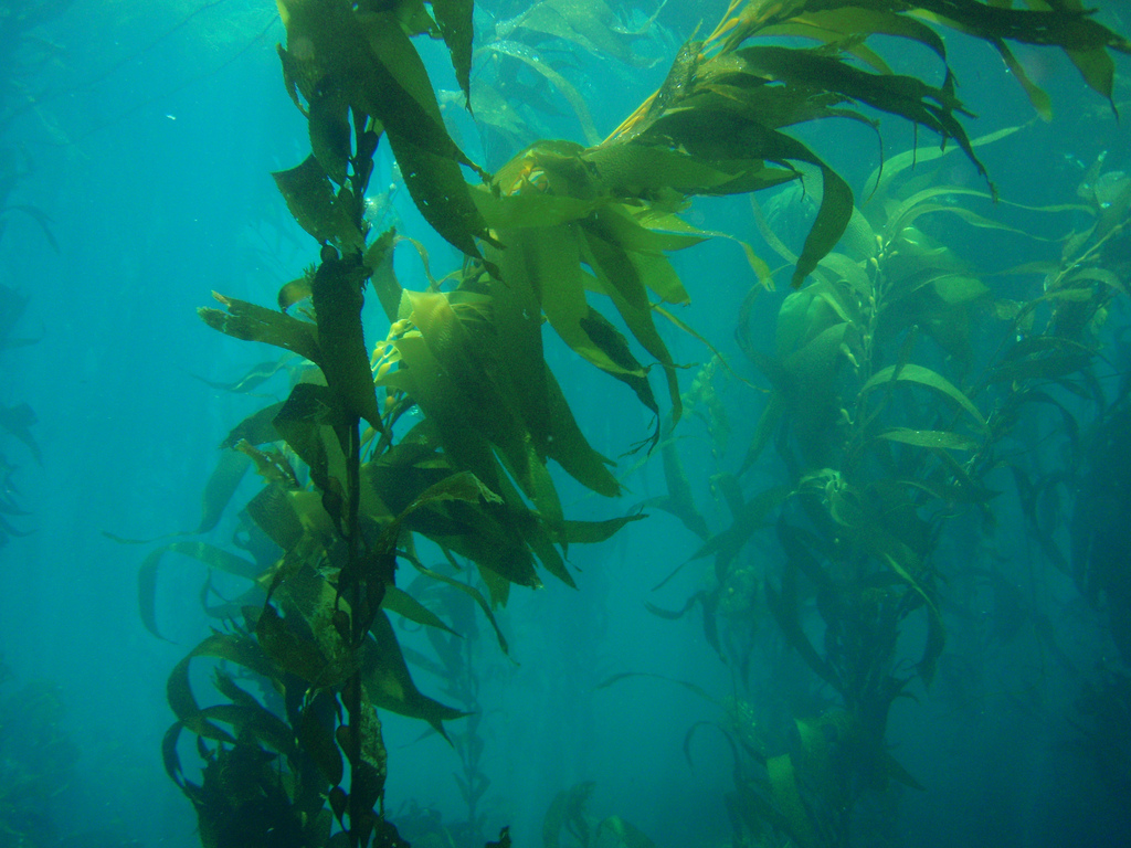 seaweed nutrition
