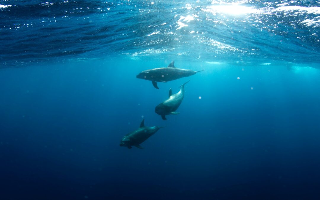 Seaspiracy and the rise of plant-based seafood
